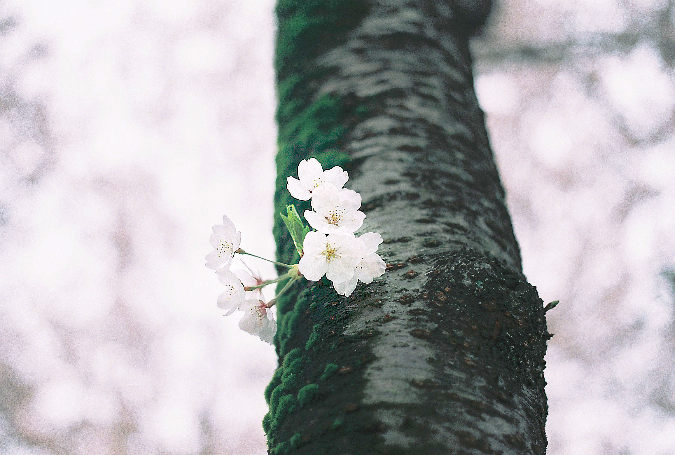 cherry-blossom